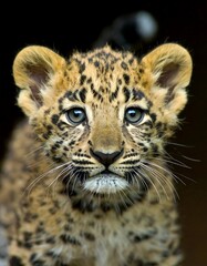 Obraz premium Close-up portrait of an adorable leopard cub