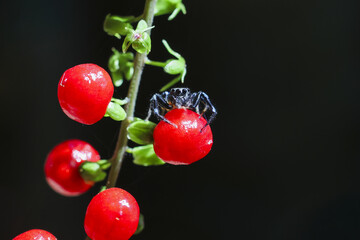 Close up of small black spider poised on shiny red berry from wild plant. creature and fruit detail...
