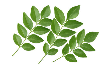 Obraz premium Fresh green leaves creating a natural display, providing a vibrant element on a transparent background