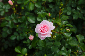 Beautiful roses blooming in a Japanese public garden.