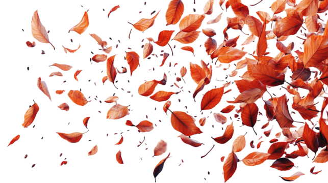 Close-up of many falling orange leaves with a black background
