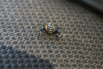 Curious small black and gold jumping spider in macro closeup. tiny arachnid predator with detailed...