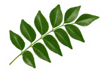 Fresh curry leaves branch with vibrant green foliage, aromatic herb ingredient for cooking, transparent background