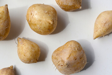 Mexican turnip or jicama or yam bean