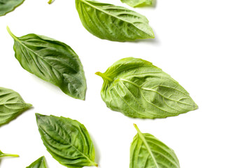 Obraz premium Basil leaves on white background.