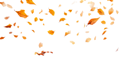 Falling autumnal leaves with bright orange and yellow hues on a stark black background