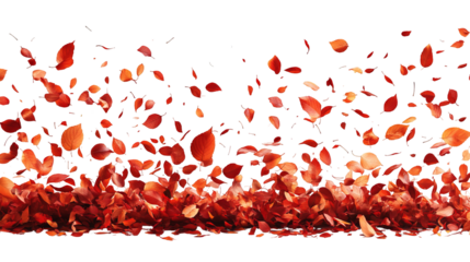 Floating, falling rose petals on black backdrop, gradient color, vibrant