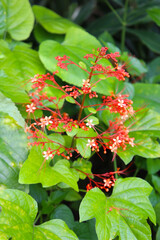 Pagoda Flower or Clerodendrum paniculatum