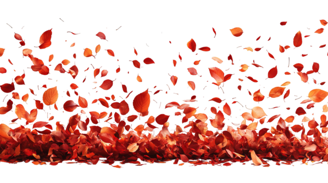 Floating, falling rose petals on black backdrop, gradient color, vibrant