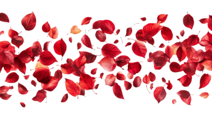 Floating, vivid red leaves against a stark black background, creating a dynamic visual