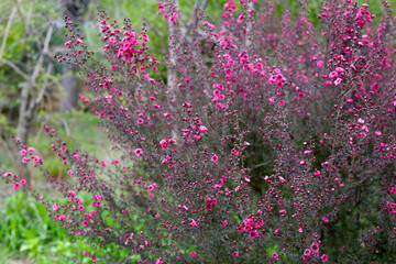Manuka plant in bloom, pink flower