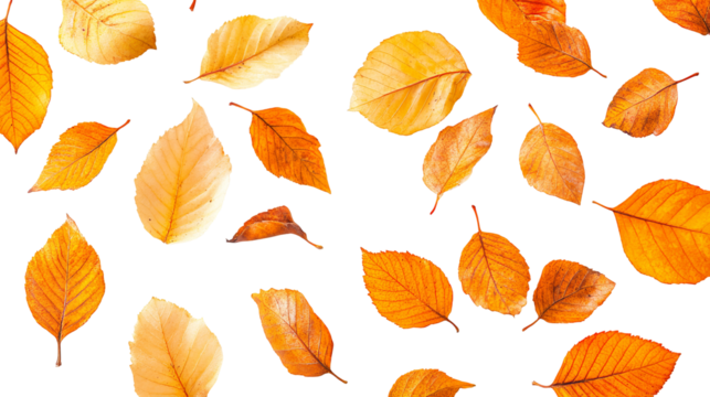 Isolated autumn leaves, varying colors and shapes, scattered on black background