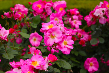 Beautiful roses blooming in a Japanese public garden.