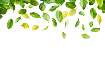 Overhead shot of vibrant green and yellow leaves scattered on a dark background