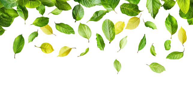 Overhead shot of vibrant green and yellow leaves scattered on a dark background