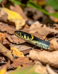 Fototapeta premium Snake in the leaves