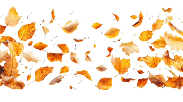 Autumn leaves in various shapes and shades of yellow and orange against black