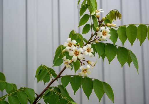 Star fruit tree branch featuring delicate cream white blossoms and vibrant green foliage. - Powered by Adobe