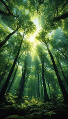 Obraz premium Sunlight filters through tall, lush green trees in a dense forest, creating a serene and magical atmosphere with soft beams illuminating the undergrowth