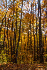 Autumn forest foliage, bright yellow and orange leaves on trees in sunlit woods, vibrant fall scene