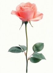 Obraz premium Delicate single pink rose with lush green leaves and thorns on a slender stem against a light background, evoking beauty and elegance