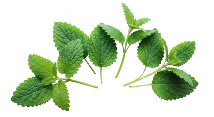 Vibrant Green Lemon Balm Leaves Isolated On Black