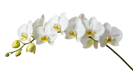 Obraz premium Elegant White Phalaenopsis Orchids With Buds On Black Background