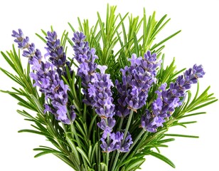 Obraz premium Lavender bouquet with rosemary