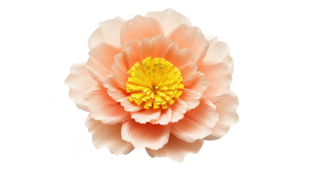 Delicate Peach Crepe Paper Flower Isolated On Black