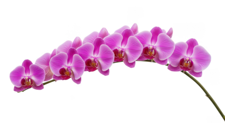 Vibrant Pink Orchid Branch On Black Background