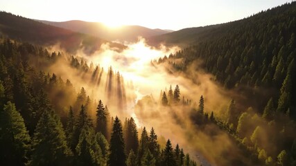 Golden sunbeams pierce through the morning mist in a serene mountain valley, illuminating the dense evergreen pine forest from an aerial perspective - Powered by Adobe