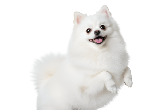 Happy Fluffy White Pomeranian Dog Standing on Hind Legs, Playful Puppy with Cheerful Expression, Studio Shot Isolated on Transparent Background.