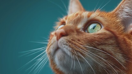 Ginger Cat Closeup Portrait on blue background