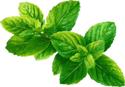 Fresh mint leaf herb vibrant green, aromatic culinary plant natural flavor uplifting