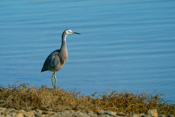 white-faced heron standing upright in water, profile shot