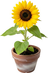 Obraz premium A vibrant yellow sunflower plant with green leaves in a rustic terracotta pot, set against a clean white background.
