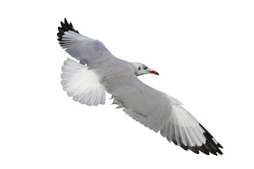 Beautiful seagull flying isolated on transparent background.	