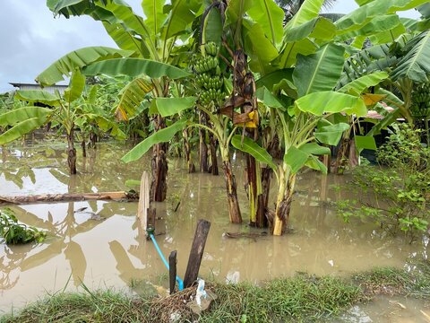 Banana Plantation with Fish Pond in Thailand &mdash; Agroforestry and Sustainable Farm