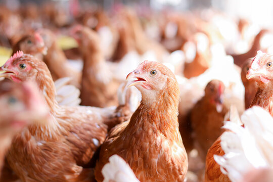 Close up of brown chicken in chicken farm
