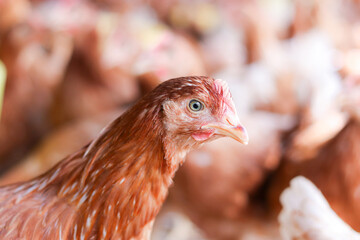 Close up of brown chicken in chicken farm