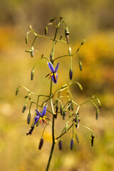The Black-antler Flax-lily (Dianella revoluta) is a tufted perennial plant with long, narrow, grass-like leaves and delicate blue-purple star-shaped flowers.