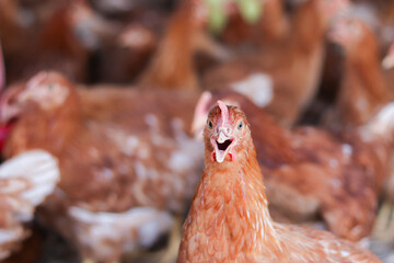 Close up of brown chicken in chicken farm