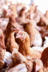 Close up of brown chicken in chicken farm © maybeiii