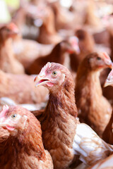 Close up of brown chicken in chicken farm