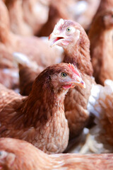 Close up of brown chicken in chicken farm