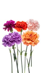 Obraz premium Assorted carnations in bright hues, stems facing down, against stark white backdrop