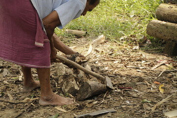 Fototapeta premium An elderly Indian man in a rural village wears a traditional dhoti and chops firewood outdoors, surrounded by logs and dry sticks, showing hardworking village life, tradition, and daily labor.