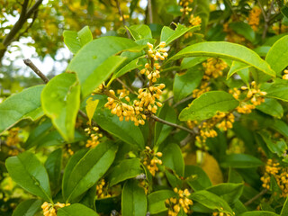 秋を感じる爽やかな香りの金木犀の花