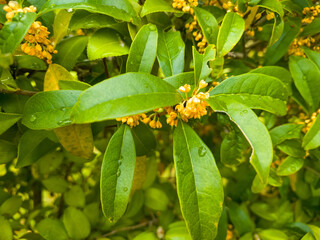 秋を感じる爽やかな香りの金木犀の花