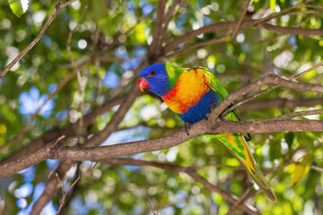 The Rainbow Lorikeet (Trichoglossus moluccanus) is a brightly coloured parrot with a vivid blue head, green wings, and an orange-yellow breast.